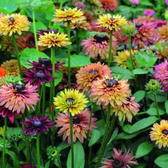 Rudbeckia Caramel Mixed em sementes