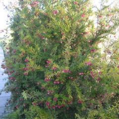 Grevília Rosa Jenkinsii