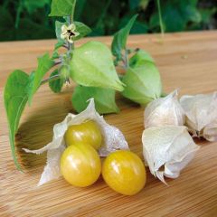 Fisális Preciosa - Physalis pruinosa