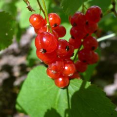 Groselheira-vermelha Jonkheer van Tets - Ribes rubrum