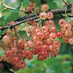 Groselheira-vermelha Glória dos - Ribes rubrum