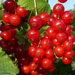 Groselheira-vermelha Rolan - Ribes rubrum
