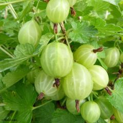 Groselheira-espinhosa Lady Sun - Ribes uva-crispa