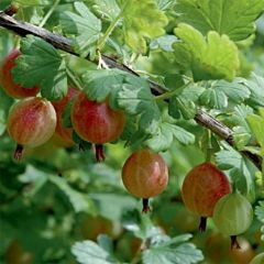 Groselheira-espinhosa Whinhams Industry raízes nuas - Ribes uva-crispa