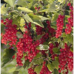 Groselheira-vermelha Agate Rouge® Georges Delbard - Ribes rubrum