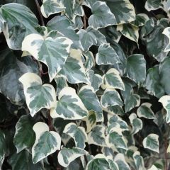 Hera-argelina Gloire de Marengo - Hedera algeriensis