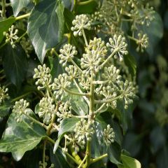 Hedera hibernica - Hera
