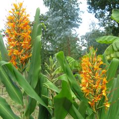 Hedychium coccineum Tara - Gengibre-ornamental