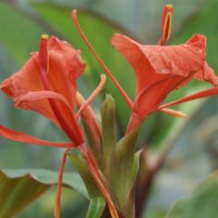 Hedychium greenii
