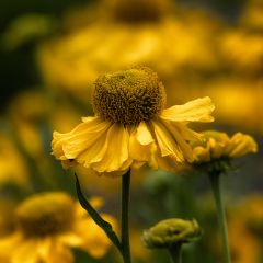Helénio Pumilum Magnificum