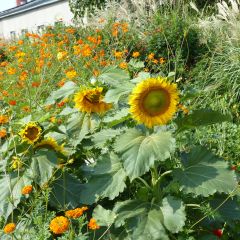 Girassol Sunspot em sementes - Helianthus annuus