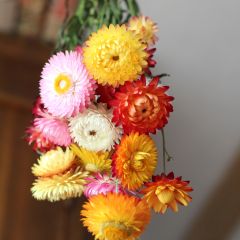 Helichrysum bracteatum monstrosum em sementes