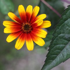 Heliopsis helianthoides Burning Hearts