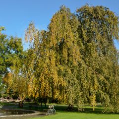 Faia Pendula