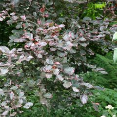 Faia Purpurea Tricolor