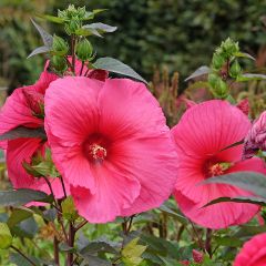 Hibisco-dos-pântanos PLANET Griotte - Hibiscus moscheutos