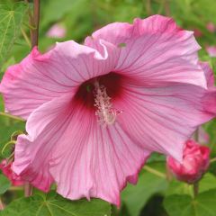 Hibisco-dos-pântanos Sweet Caroline - Hibiscus moscheutos