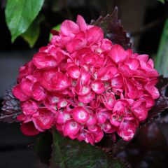 Hortênsia macrophylla Merveille Sanguine
