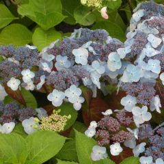 Hortênsia serrata Shojo