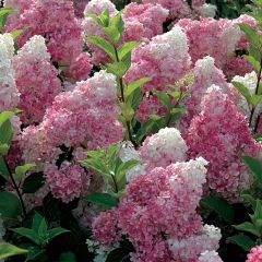 Hortênsia paniculata Vanille Fraise
