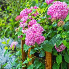Hortênsia arborescens Pink Annabelle (Invincibelle)