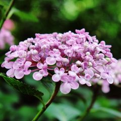Hortênsia macrophylla Ayesha