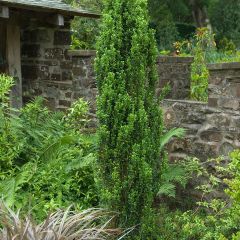 Azevinho-japonês Fastigiata - Ilex crenata