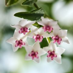 Hoya bella - Flor-de-cera