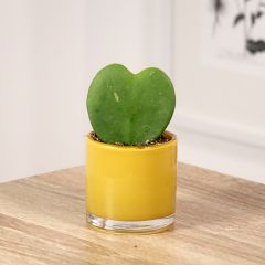 Hoya kerrii - Hoya-coração
