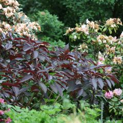 Hortênsia aspera Hot Chocolate
