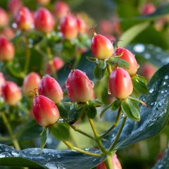 Hypericum inodorum Magical Red Flame