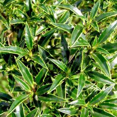 Azevinho Myrtifolia