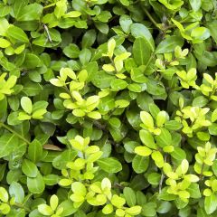 Azevinho-japonês Blondie - Ilex crenata