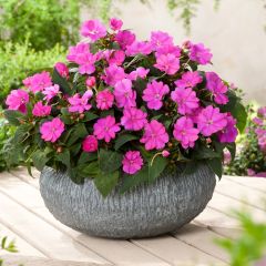 Alegria-da-casa Sunpatiens Compact Hot Lilac - Impatiens