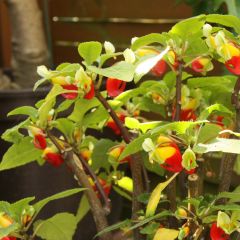 Impatiens niamniamensis Vermelho e Amarelo