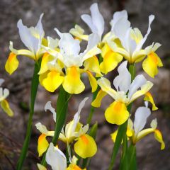 Iris hollandica Apollo