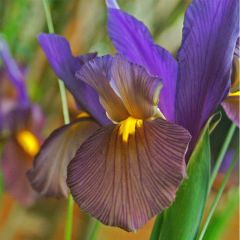 Iris hollandica Eye of the Tiger