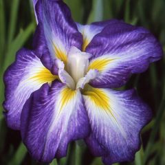 Iris ensata Illumination