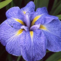 Iris ensata Mme Bigot