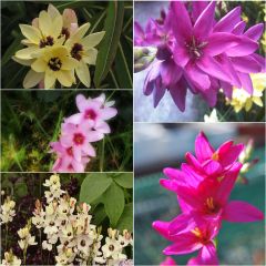Ixia em mistura