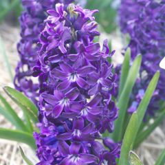 Jacinto Blue Magic