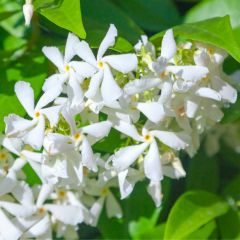 Trachelospermum jasminoides - Jasmim de leite