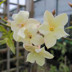 Jasminum officinale Clotted Cream
