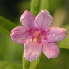 Jasminum stephanense - Jasmim-rosa