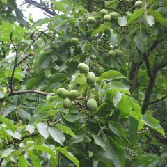 Nogueira Parisiense - Juglans regia