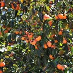 Diospireiro Fuyu - Diospyros kaki