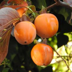 Diospireiro Costata - Diospyros kaki