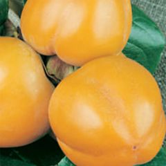 Diospireiro Muscat - Diospyros kaki