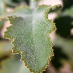 Kalanchoe beharensis Oak Leaf - Planta-colher