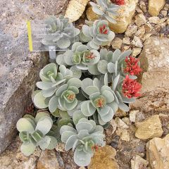 Kalanchoe farinacea - Planta-colher